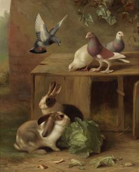 Edgar Hunt | Pigeon, Doves & Rabbits