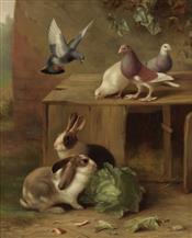 Pigeon, Doves & Rabbits, Edgar Hunt